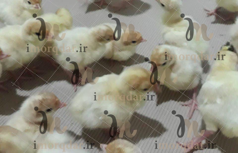 تولیدکننده رول بستر مرغداری در ایران